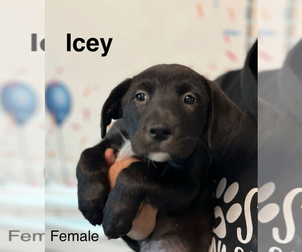 Medium Photo #5 Labrador Retriever-Unknown Mix Puppy For Sale in Mooresville, NC, USA