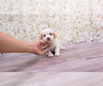 Small Photo #1 Malchi-Poodle (Toy) Mix Puppy For Sale in FULLERTON, CA, USA