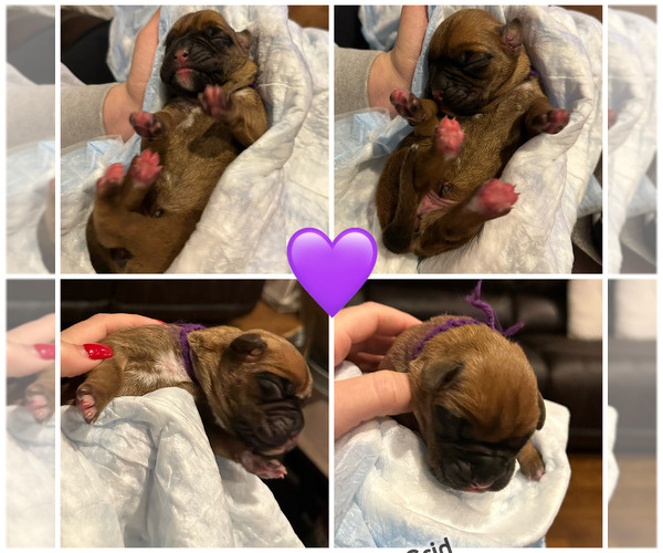 Medium Photo #18 Boxer Puppy For Sale in EAST FREETOWN, MA, USA