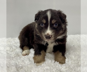 Australian Shepherd Puppy for sale in NEOSHO, MO, USA