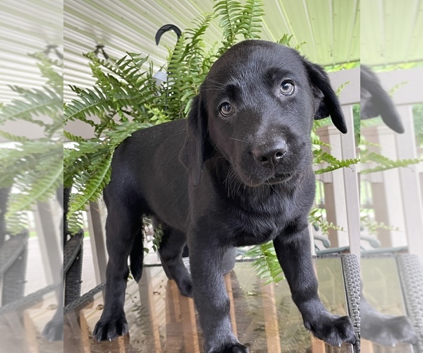 Medium Photo #2 Labrador Retriever Puppy For Sale in NEW OXFORD, PA, USA