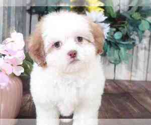 Shih-Poo Puppy for sale in MOUNT VERNON, OH, USA