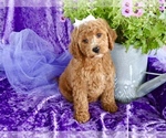 Image preview for Ad Listing. Nickname: Daisy