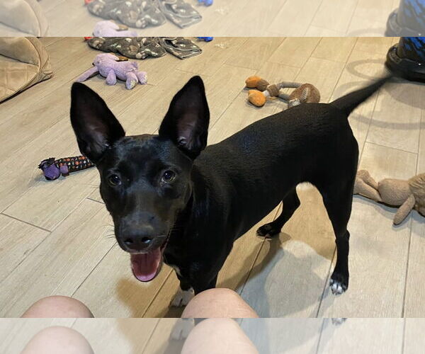 Medium Photo #20 Black Mouth Cur-Unknown Mix Puppy For Sale in Palatka, FL, USA