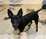 Small #19 Black Mouth Cur Mix