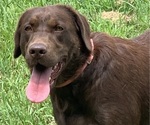 Small Photo #1 Labrador Retriever Puppy For Sale in SPOTSYLVANIA, VA, USA