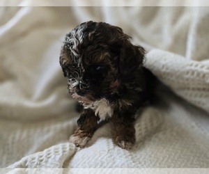 Maltipoo (Toy) Puppy for sale in BURLINGTON, MA, USA