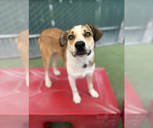 Girly - Female Beagle Dog for Adoption - Photo #4