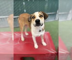 Small Photo #4 Beagle Puppy For Sale in Menifee, CA, USA