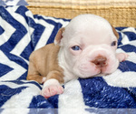 Small Photo #8 Boston Terrier Puppy For Sale in LUFKIN, TX, USA