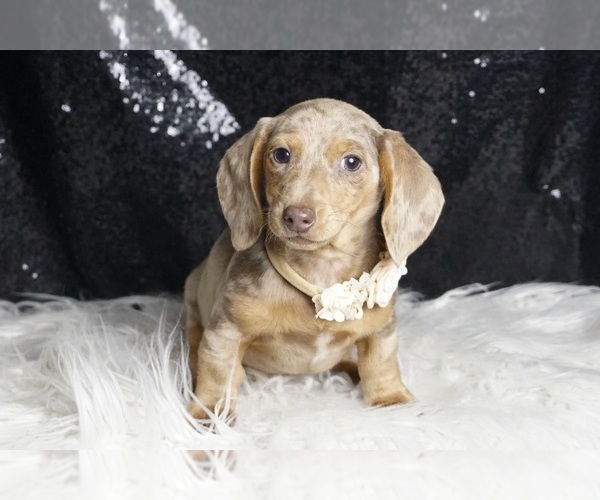 Medium Photo #2 Dachshund Puppy For Sale in WARSAW, IN, USA