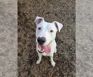 American Bulldog-Dogo Argentino Mix Dogs for adoption in London, Ontario, Canada