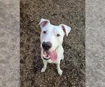 Small American Bulldog-Dogo Argentino Mix