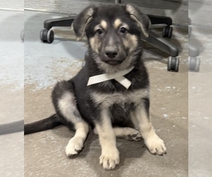German Shepherd Dog Puppy for sale in BRIGHTON, CO, USA