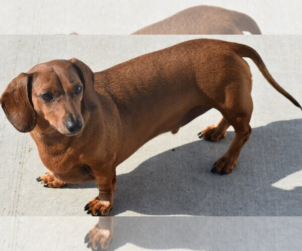 Medium Photo #6 Dachshund Puppy For Sale in Shelbyville, TN, USA