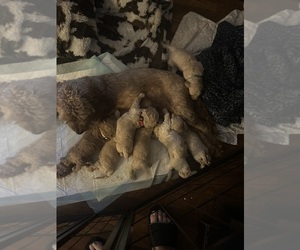 Cock-A-Poo-Maltipoo Mix Puppy for Sale in SIMPSONVILLE, South Carolina USA