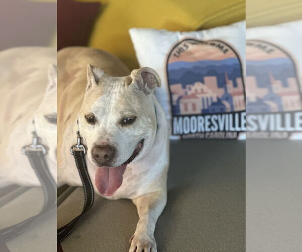 Medium Photo #3 Mutt Puppy For Sale in Mooresville, NC, USA