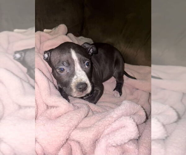 Medium Photo #3 American Pit Bull Terrier Puppy For Sale in Woodland, CA, USA