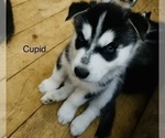 Small Photo #34 Siberian Husky Puppy For Sale in WASHBURN, WI, USA