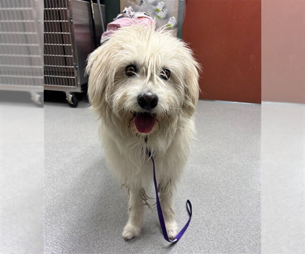 Medium Photo #1 Tibetan Terrier Puppy For Sale in Rancho Cucamonga, CA, USA