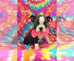 Small Photo #3 Boston Terrier Puppy For Sale in LANCASTER, PA, USA