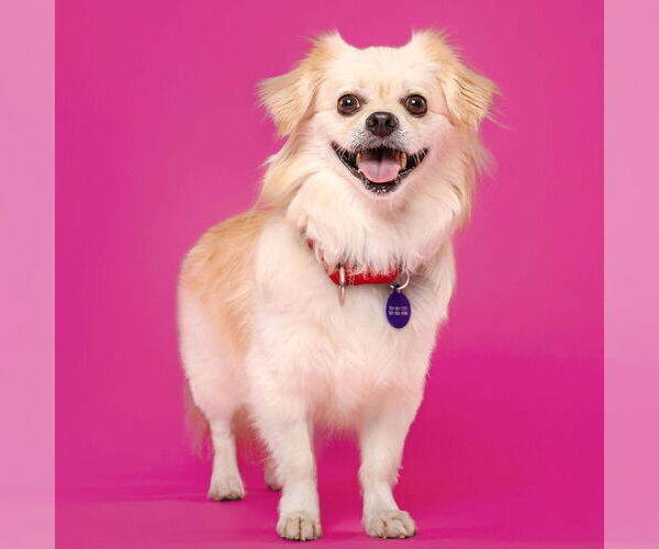 Medium Photo #5 Pekingese-Unknown Mix Puppy For Sale in Fargo, ND, USA