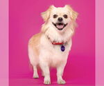 Small #4 Pekingese Mix