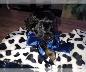 Yorkshire Terrier Puppy for sale in LOWELL, MA, USA