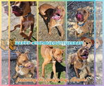Small #4 American Pit Bull Terrier-Labrador Retriever Mix