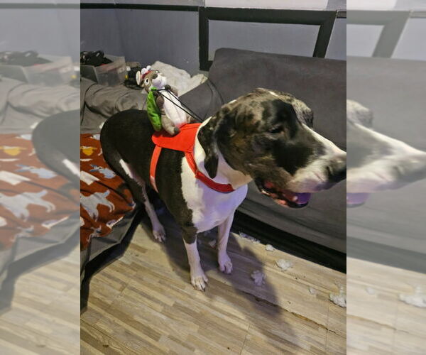 Medium Photo #4 Great Dane Puppy For Sale in Bullard, TX, USA