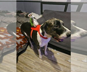 Moonwatcher / Tarin - Female Great Dane Dog for Adoption - Photo #4