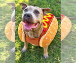 Skye - Female Mutt Dog for Adoption - Small photo