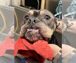 Small #15 Bulldog Mix