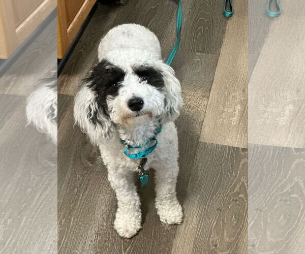 Medium Photo #3 Poodle (Toy) Puppy For Sale in Fort Wayne, IN, USA