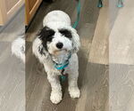 Small #2 Poodle (Toy)