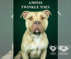 Mutt Dogs for adoption in Stockton, CA, USA