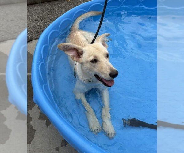 Medium Photo #5 Mutt Puppy For Sale in Rockaway, NJ, USA