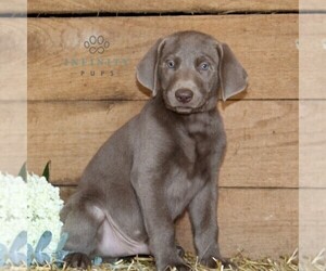 Labrador Retriever Puppy for sale in STEWARTSTOWN, PA, USA