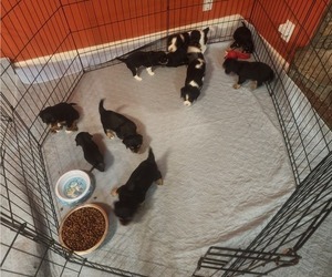 Aussalier Litter for sale in ATHOL, ID, USA