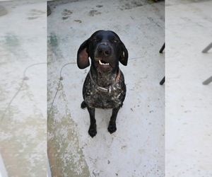 Father of the German Shorthaired Pointer puppies born on 04/19/2024