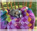 Small Photo #4 Pembroke Welsh Corgi Puppy For Sale in NIANGUA, MO, USA