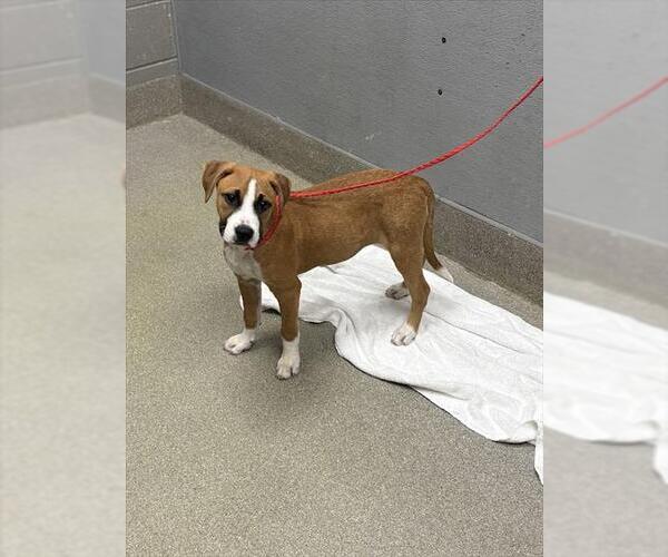 Medium Photo #1 American Pit Bull Terrier-Unknown Mix Puppy For Sale in Las Vegas, NV, USA