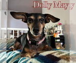 Small #3 Dachshund Mix