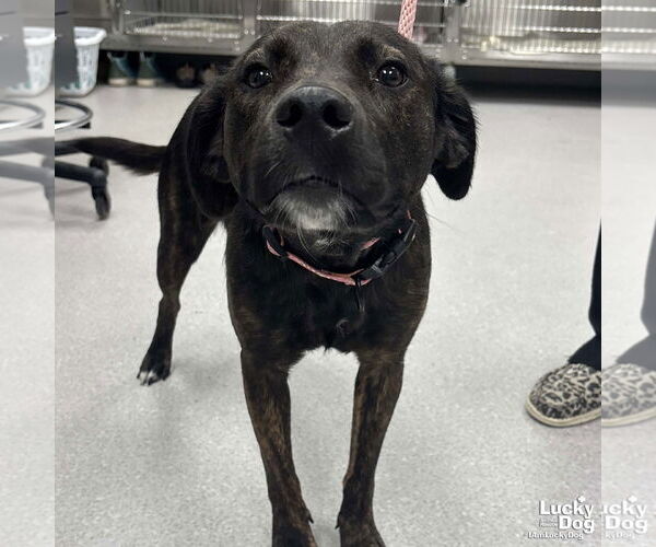 Medium Photo #1 Labrador Retriever-Unknown Mix Puppy For Sale in Washington, DC, USA