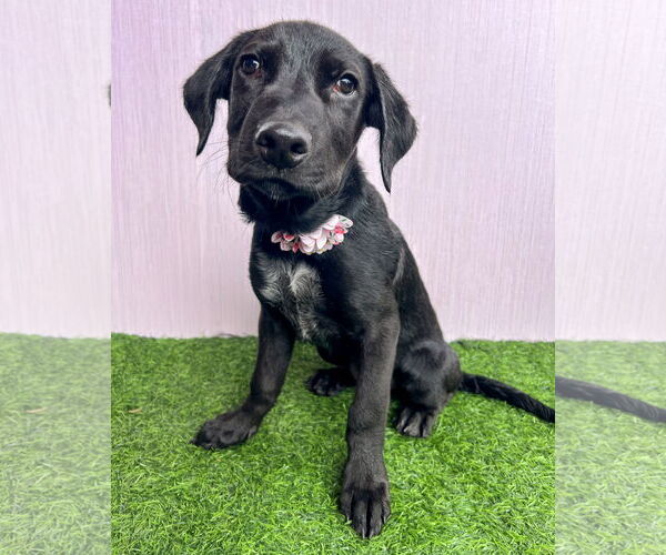 Medium Photo #11 Labrador Retriever-Retriever  Mix Puppy For Sale in Corona, CA, USA