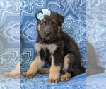 Small Photo #1 German Shepherd Dog Puppy For Sale in QUARRYVILLE, PA, USA