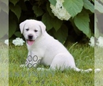 Small #2 Labrador Retriever