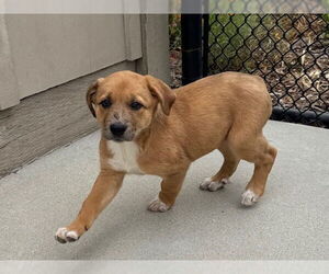 German Shepherd Dog-Unknown Mix Dogs for adoption in Santa Cruz, CA, USA