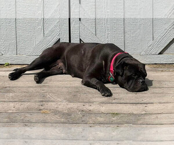 Medium Photo #3 Bulloxer Puppy For Sale in Clarkston, MI, USA