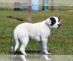 Labrador Retriever-Unknown Mix Dogs for adoption in Grovetown, GA, USA